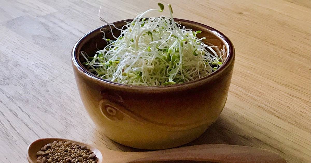 🌱 Rau Mầm Hỗn Hợp Hạt Cỏ Linh Lăng (Alfalfa) & Cỏ Cà Ri (Methi)