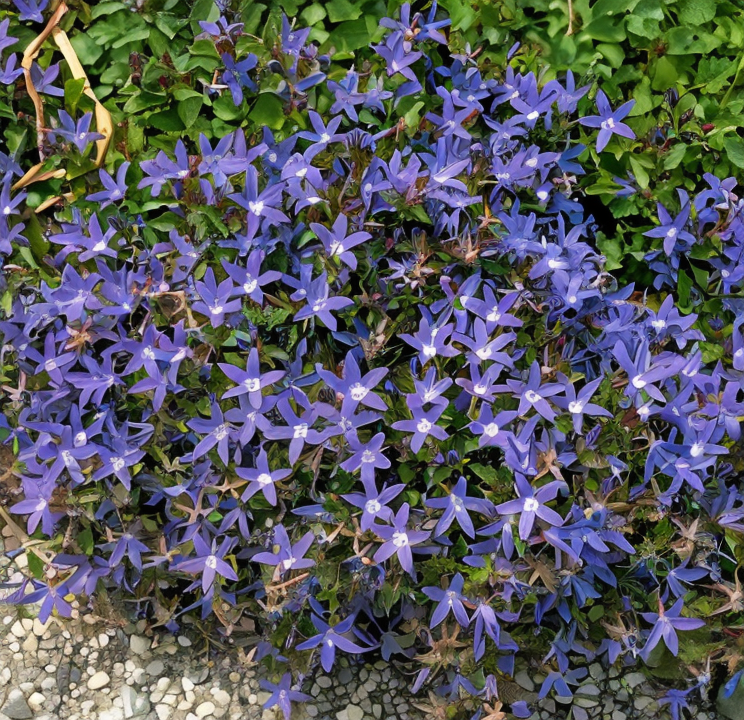 Campanula poscharskyana in fiore, con cascate di fiori viola-blu in un giardino roccioso
