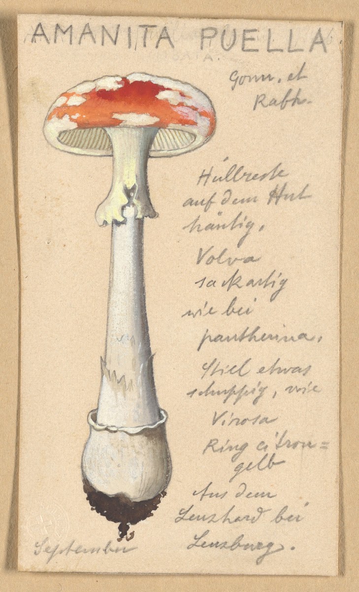 Amanita puella 1915 1945