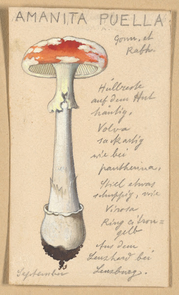 Amanita puella 1915 1945