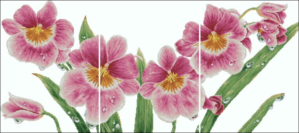 CMP 340013 Cymbidium