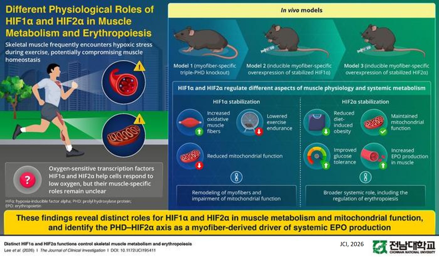 Distinct HIF1α and HIF2α functions control skeletal muscle metabolism and erythropoiesis