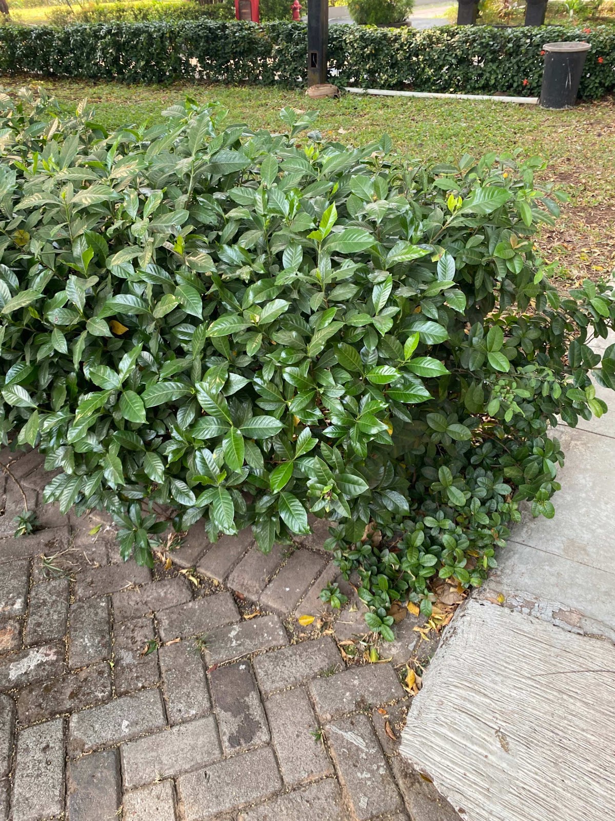 image of Cape Jasmine Plant
