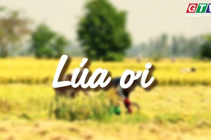 Ngăn ký ức: Lúa ơi - Báo Gia Lai