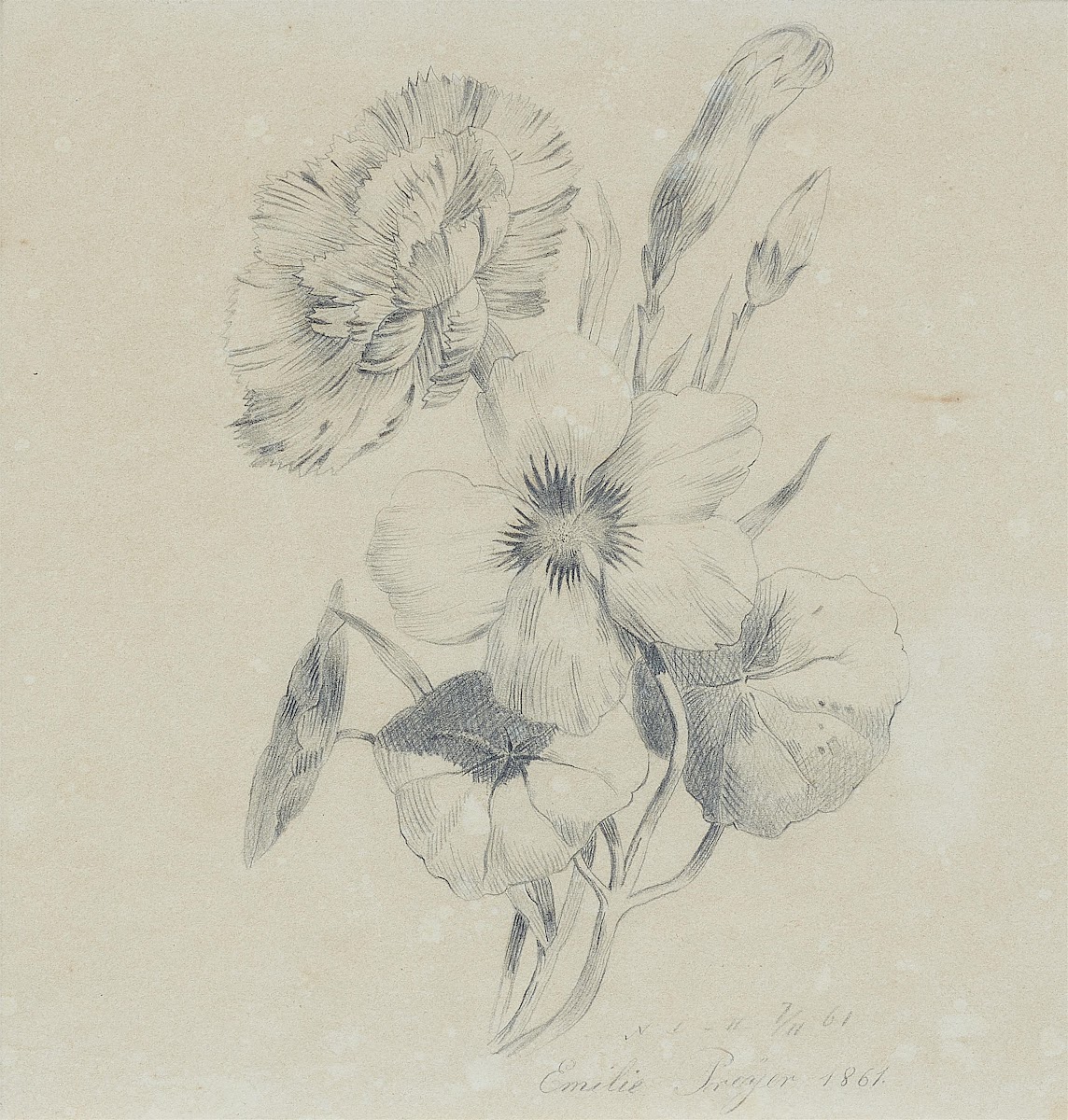 Nelkenblüten und Knospen 1861