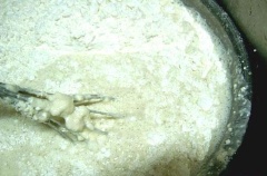 Sau đó, cho bột mì vào nước mầm lúa mạch, dùng phới khuấy đều cho bột tan hết. Đem bột ủ trong khoảng 3 giờ.