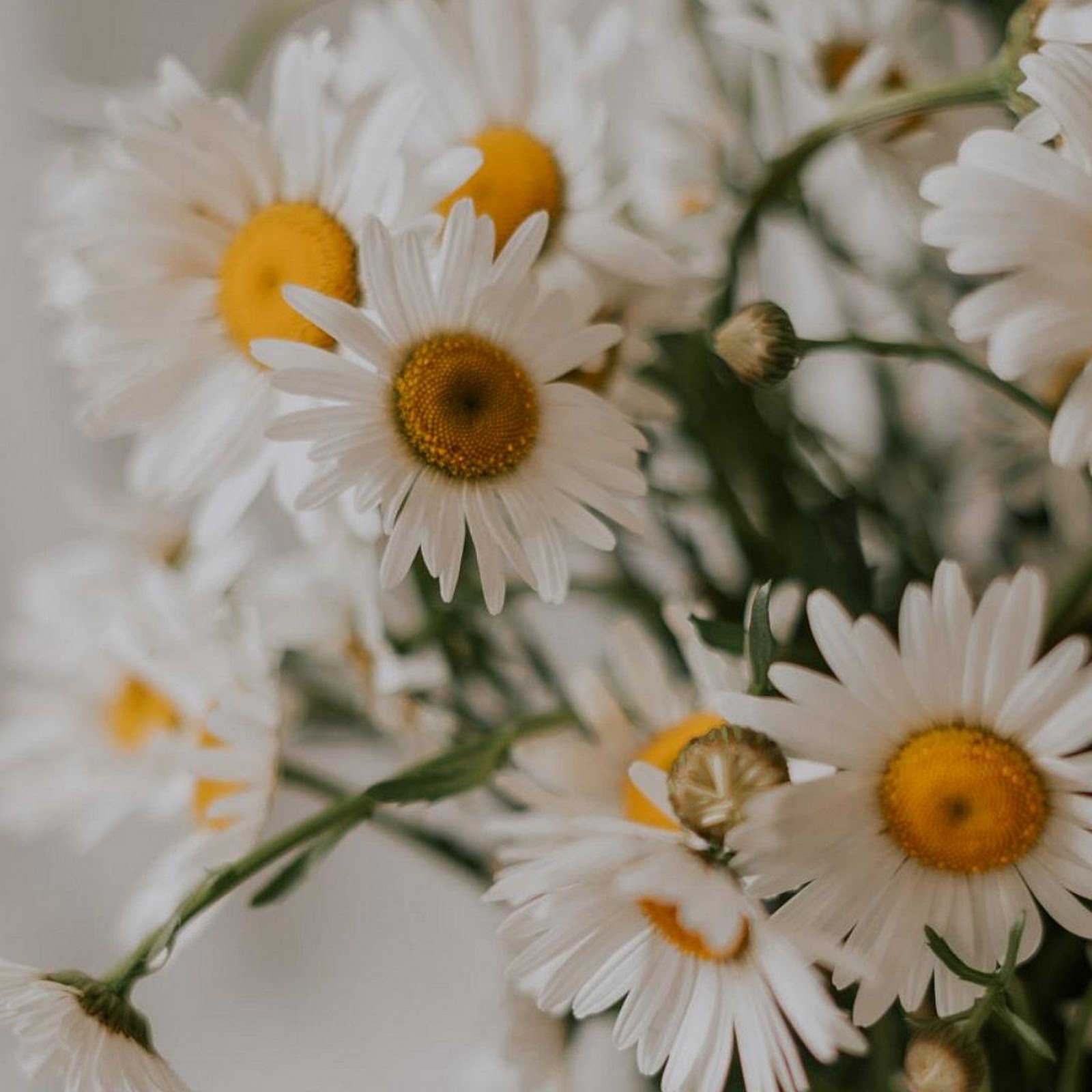 Download Fresh White Daisy Bouquet Full HD iPhone
