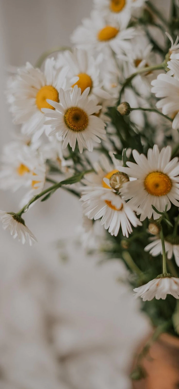 Fresh White Daisy Bouquet - Floral Photography Full HD iPhone Wallpaper (1090x2360)