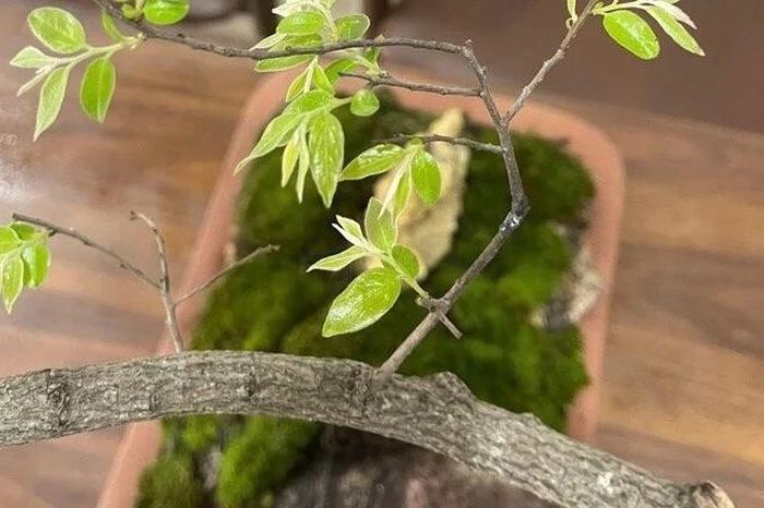 Kiểm lâm Thanh Hóa đưa ra phương án xử lý tang vật cây muội hồng - Báo VietnamPlus