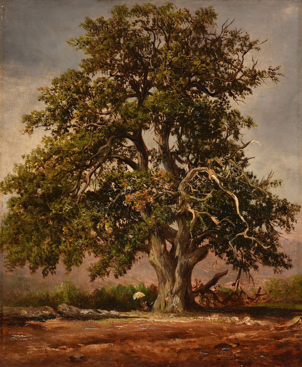 Le Vieux chêne