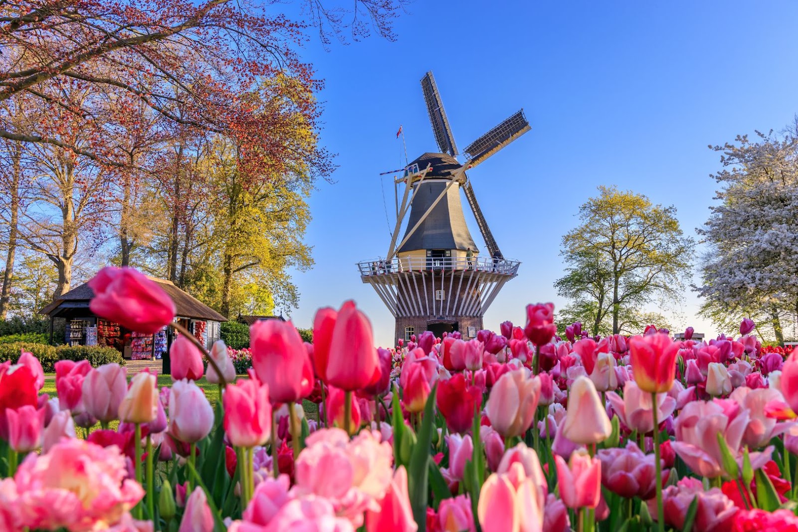 Rows of colorful tulips stretching across the fields near Lisse in the Netherlands during spring.