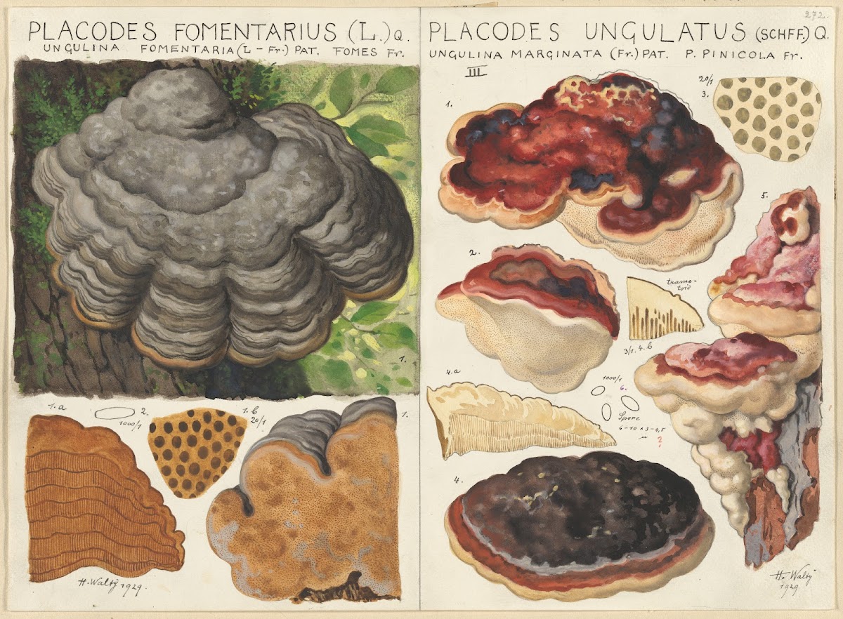 Polystictus fomentarius Placodes ungulatus 1915 1945