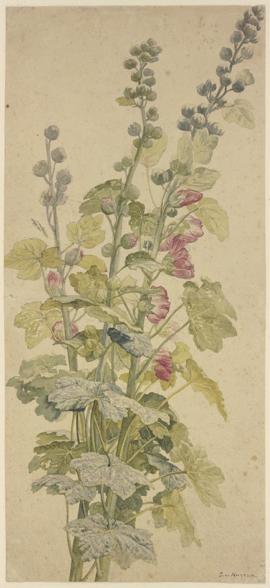 Rosella