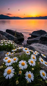 White Daisies on Rocky Shore at Vibrant Sunset Lake