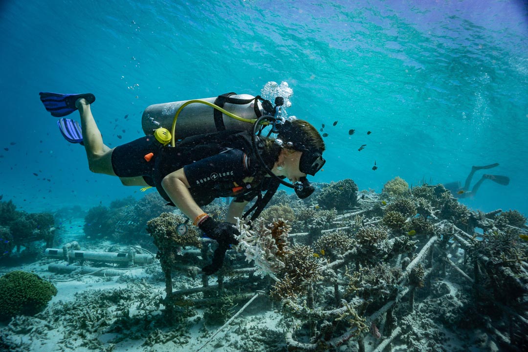 Gili Eco Trust. Top Marine Conservation Organisations in Indonesia, Livingseas Asia, Gili Eco Trust, Indonesia Biru Foundation, Meridian Adventure, climate education, carbon calculator, and blue carbon ecosystem conservation. CarbonEthics Indonesia