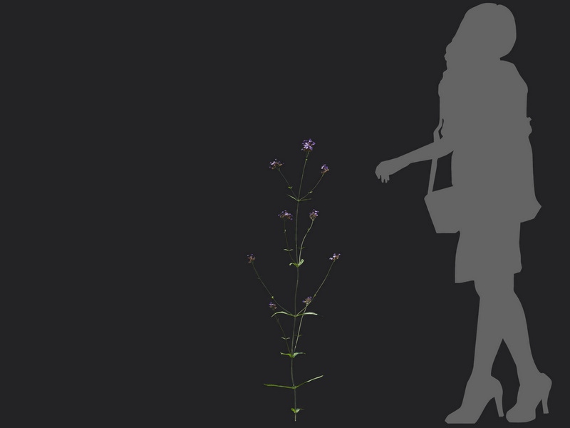 Maxtree - Plant Models Vol.116