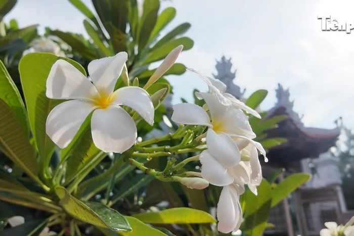 Những điểm tựa tâm linh nơi đầu sóng Trường Sa - Báo Tiền Phong