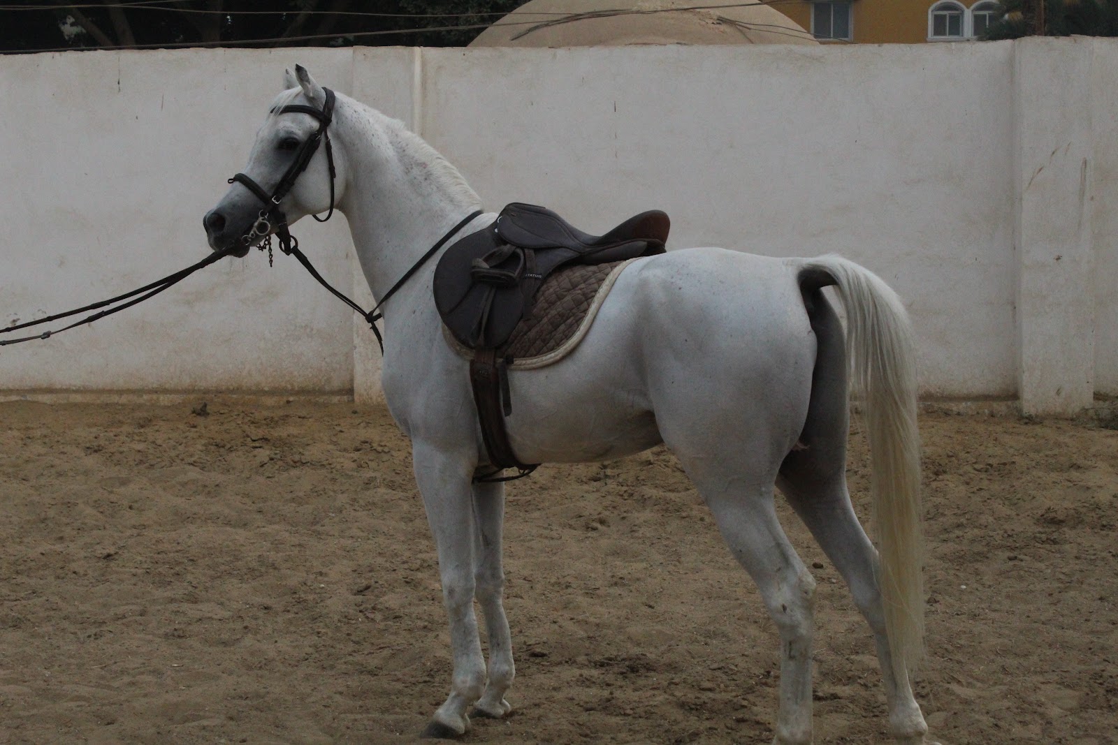 Mobtasem - Horse available for riding at Wadi EL Kheil in Saqqara, Egypt. a white friendly Arabian horse with a muscled amazing body