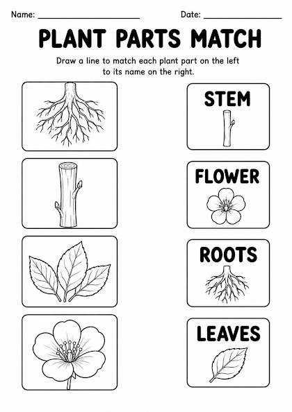 Plant Parts Picture Match