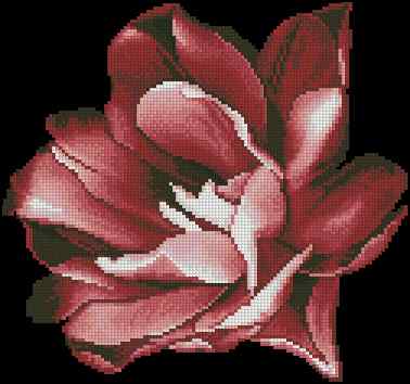 CMP 170326 Tulip