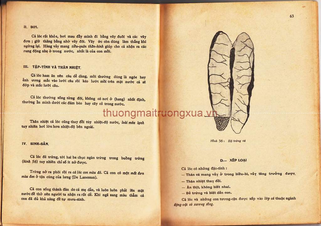 Báo : Hoa học trò (số 96 - 1995) - Trang 32