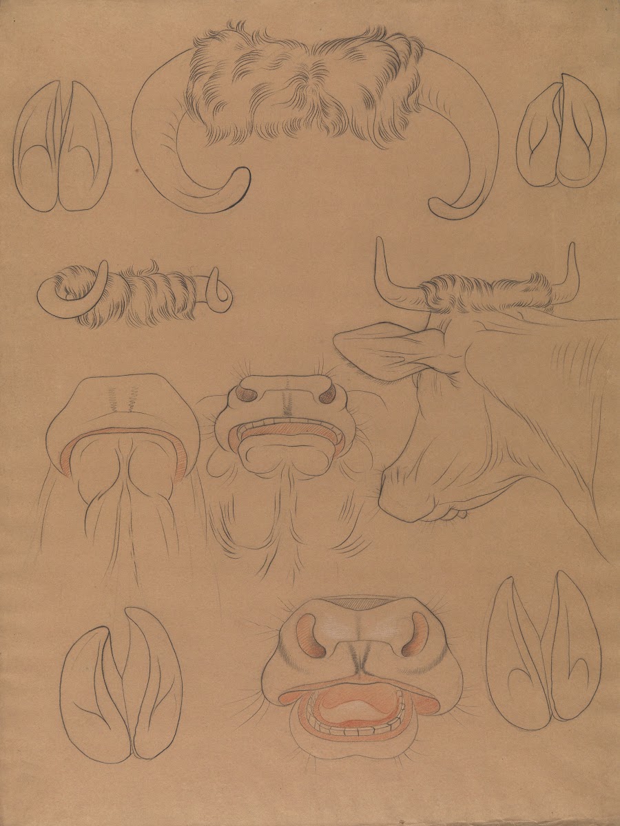 Cow studies 19th century