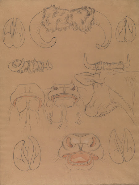Cow studies 19th century