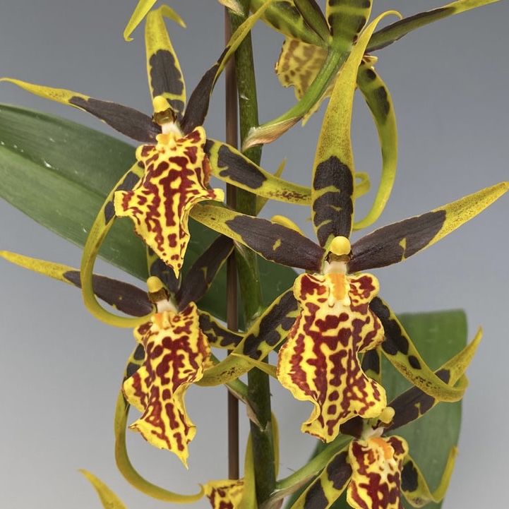 Bcd. Gilded Tower ‘Mystic Maze’ HCC/AOS (Summit x Gilded Urchin)