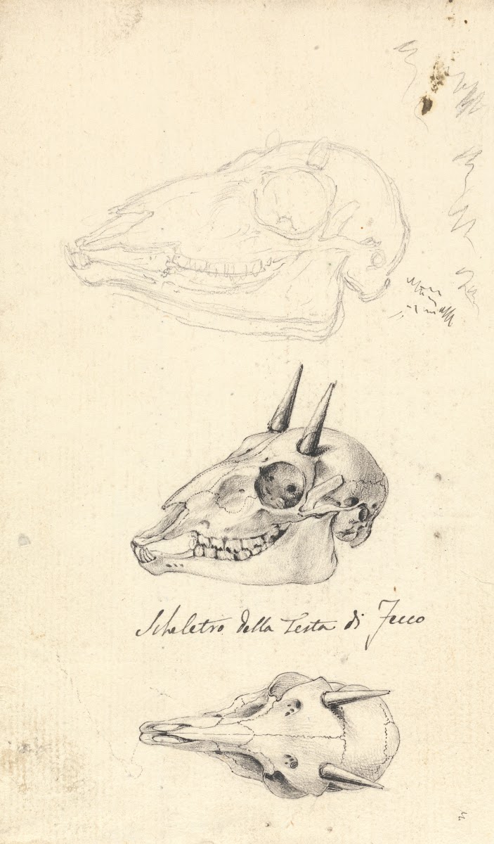 Skeletro della Testa di Fecco Three Animal Skulls