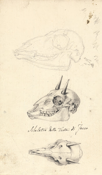 Skeletro della Testa di Fecco Three Animal Skulls