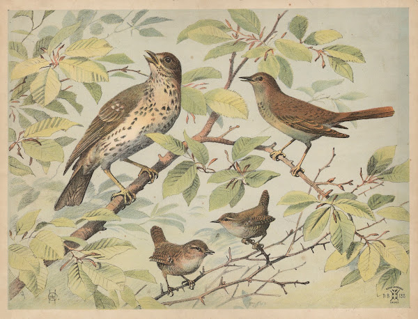 Drossel nattergal og gærdesmutte 1892