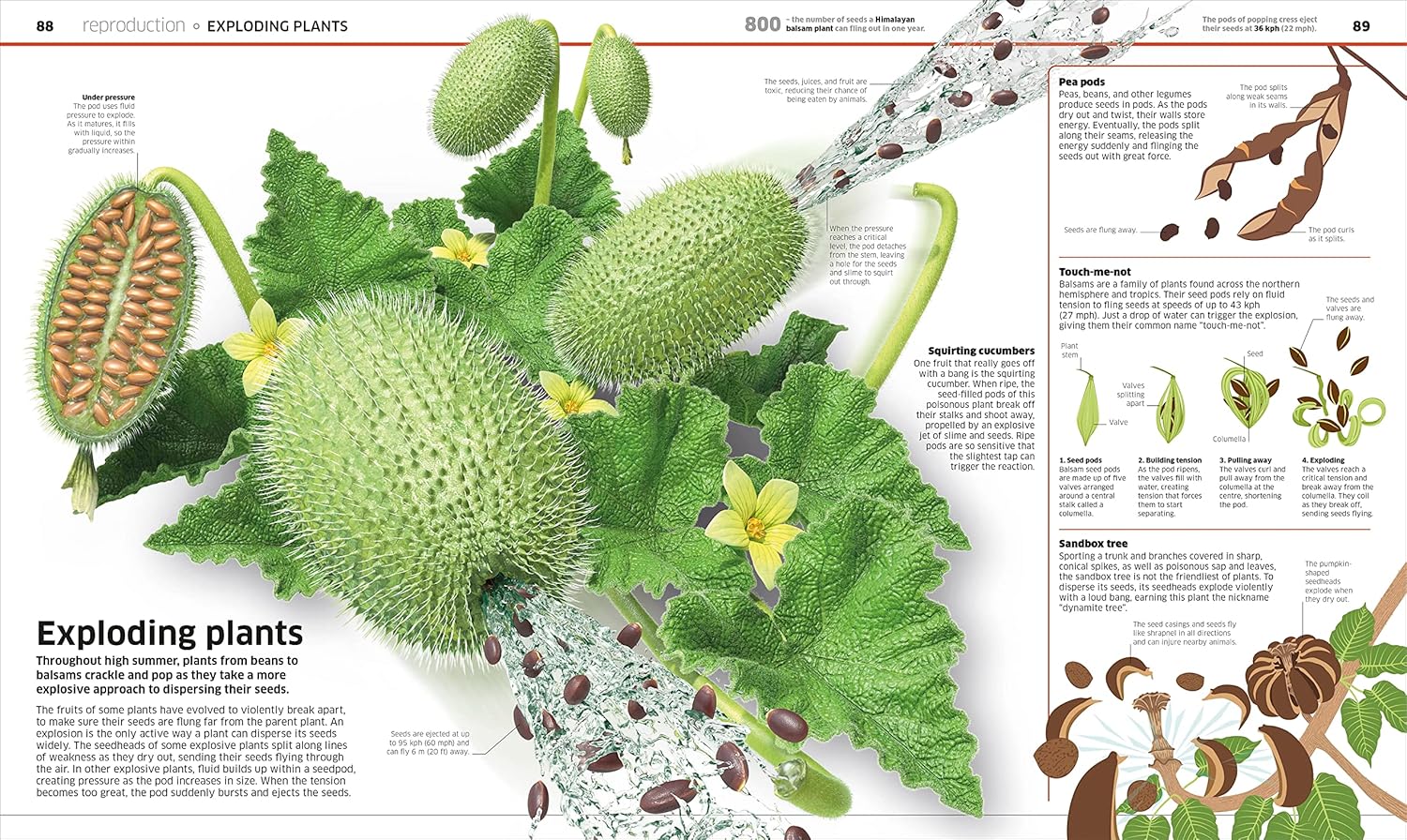 Knowledge Encyclopedia Plants and Fungi! - thumbnail 3