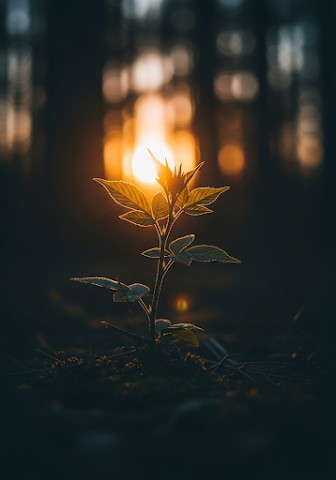 Golden Hour Plant Hope