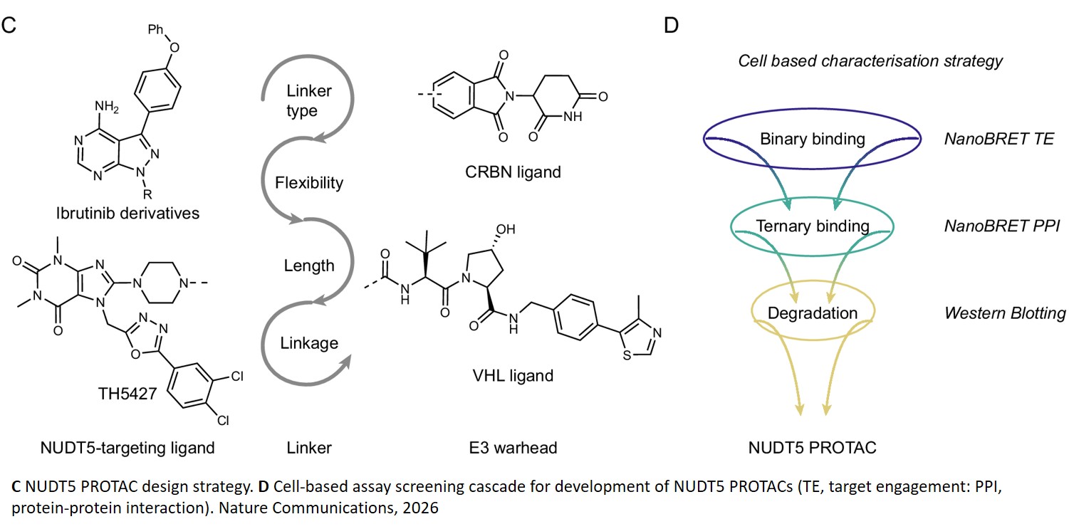 Targeted Protein Degradation of NUDT5 Dissociates Catalytic Inhibition from Protein Loss in 6-Thioguanine Response