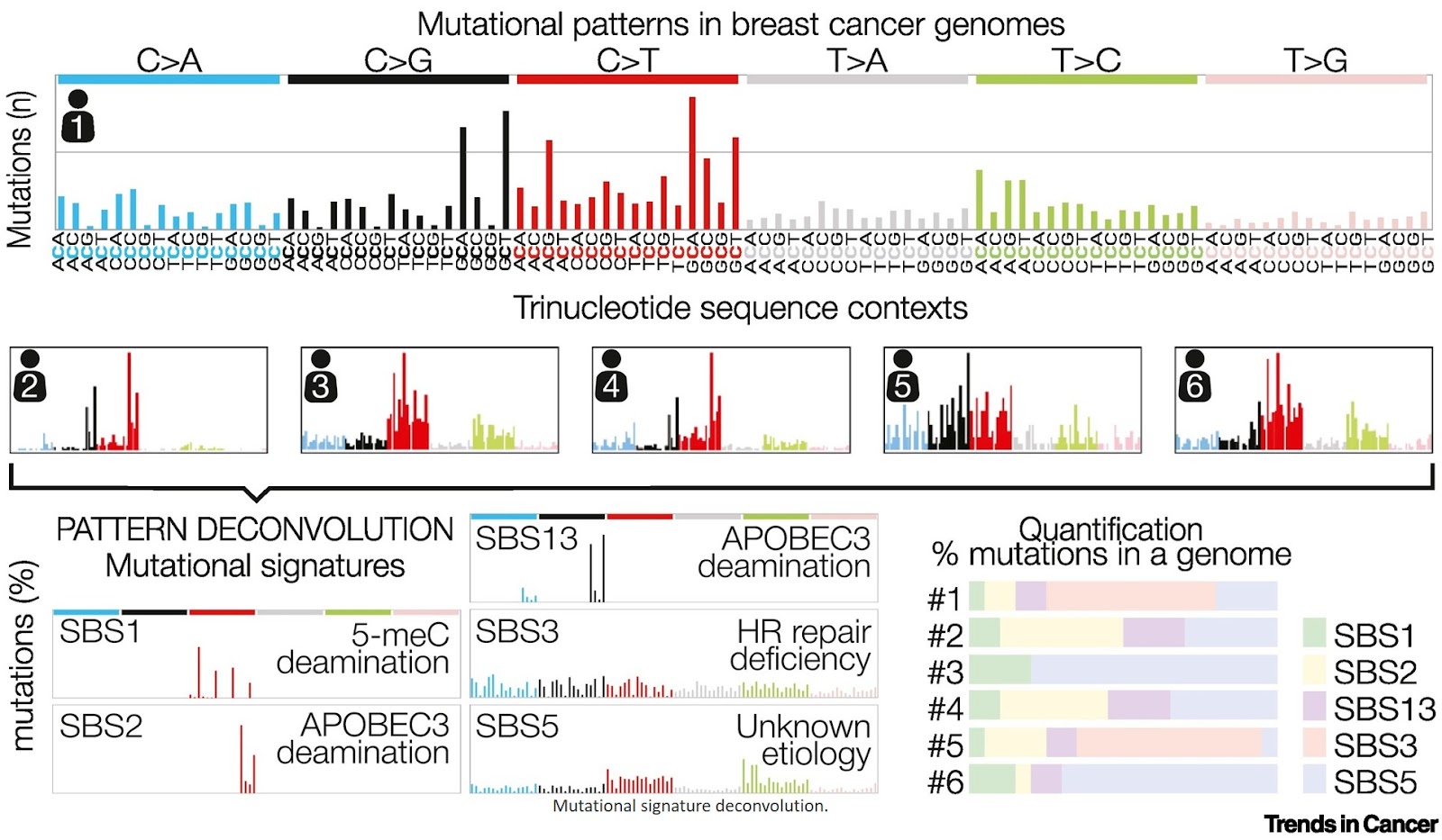 Mutational signatures of environmental exposures to assess cancer risk