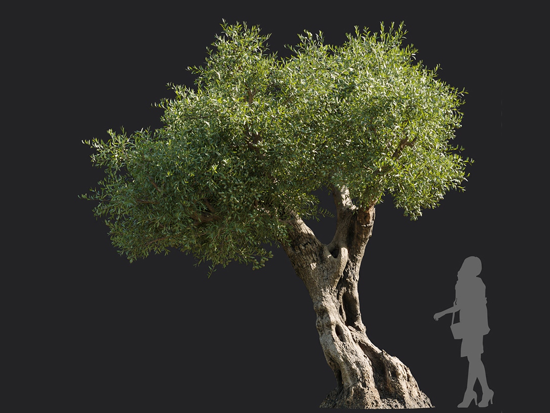 Maxtree - Plant Models Vol.113