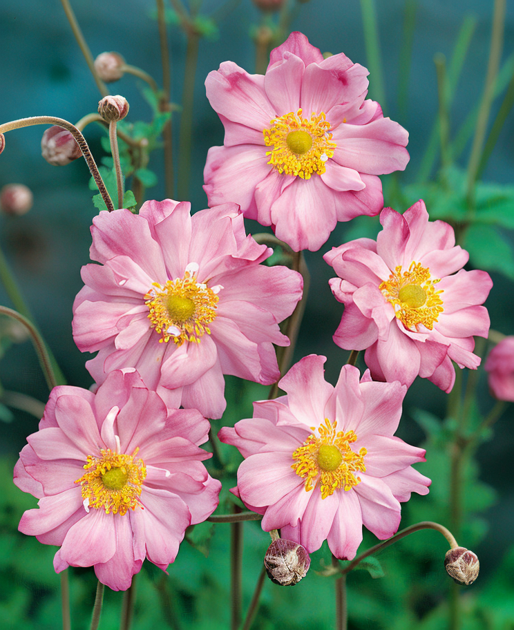 Anemone hupehensis Königin Charlotte Single, fiore rosa semi-doppio nel giardino d'autunno