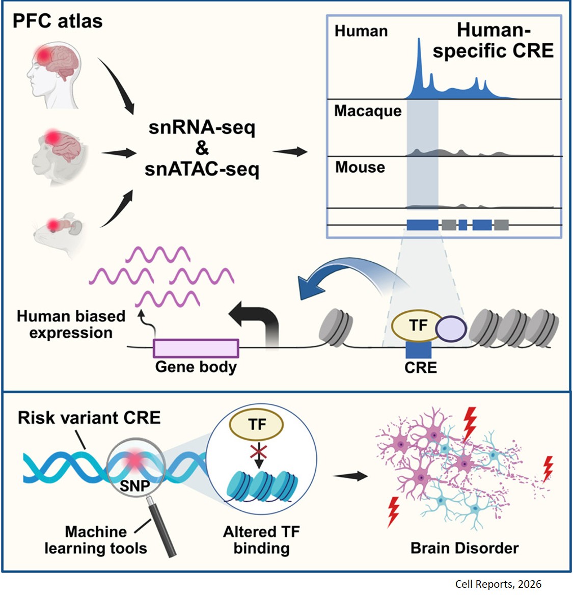 Characterization of functional human-specific regulatory elements in prefrontal cortical cells