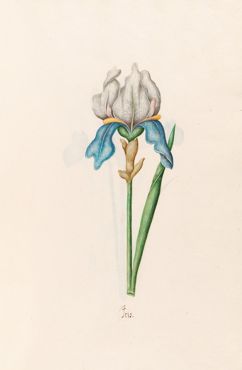 Iris 1692