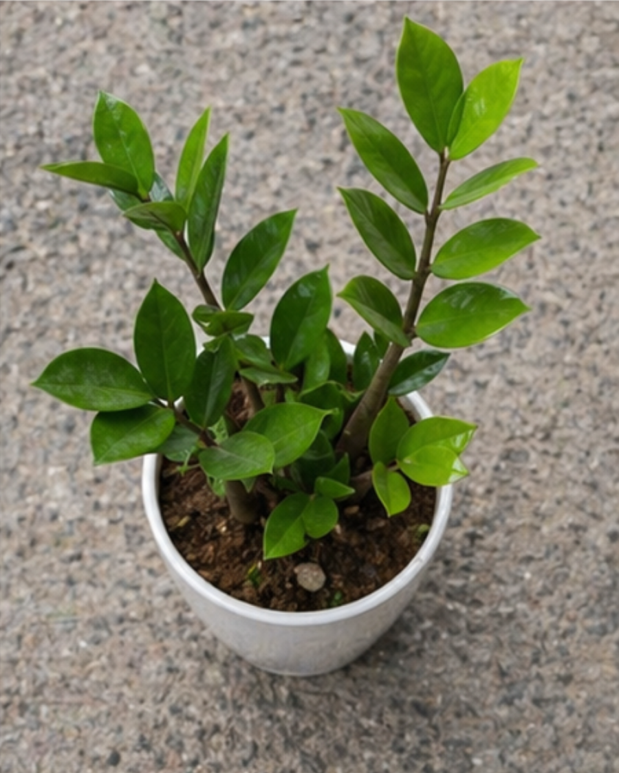 ZZ Plant — view 6