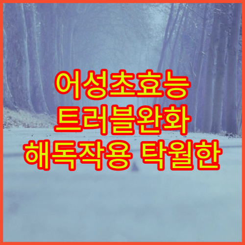 어성초효능 트러블완화 해독작용 탁월한 약초 섭취법