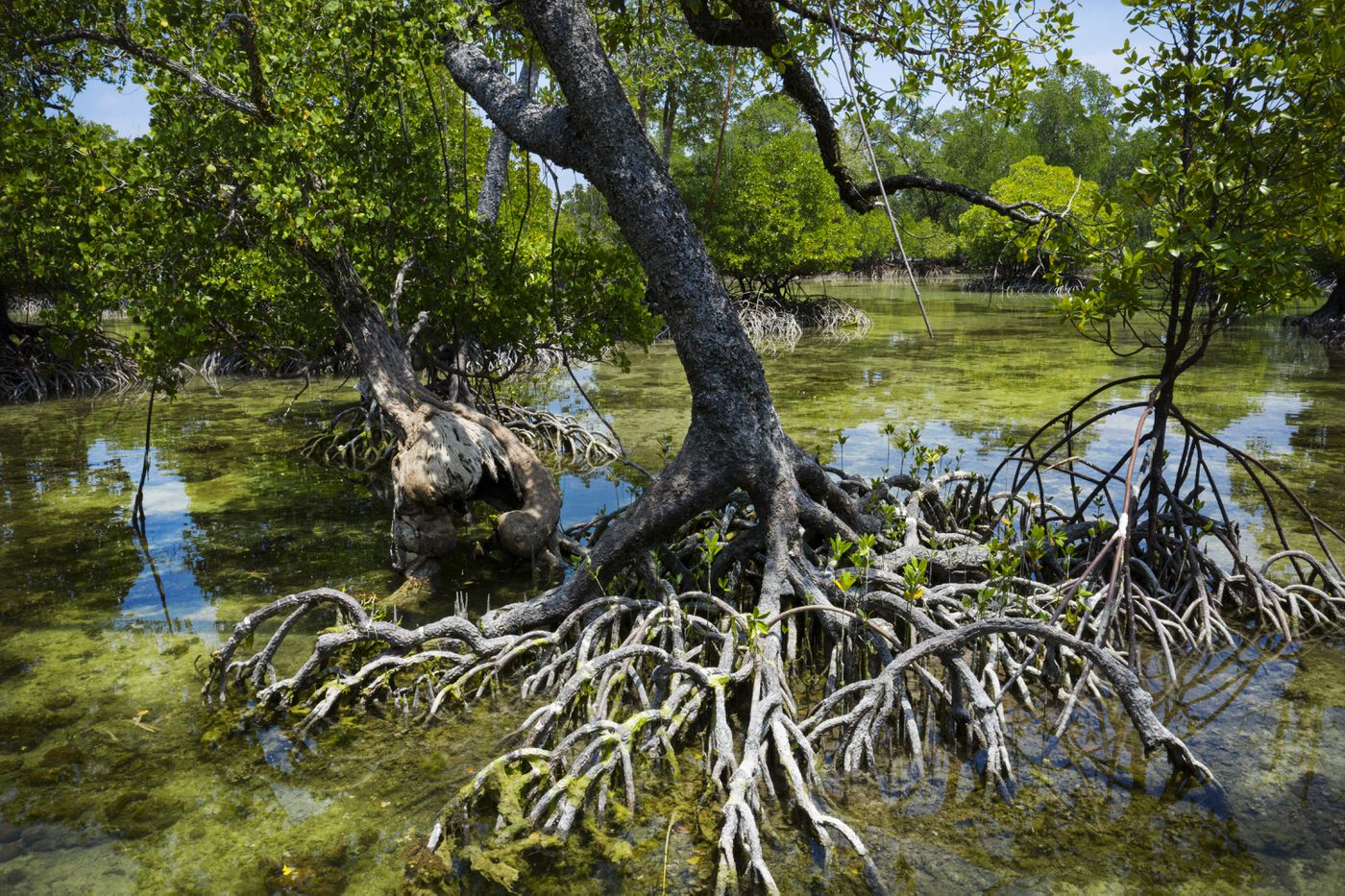 Ekosistem mangrove memiliki kemampuan dalam menyerap emisi karbon dan polusi udara lebih tinggi dibandingkan ekosistem lainnya.