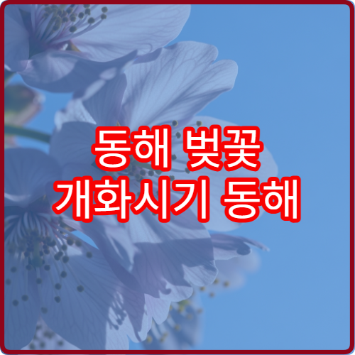 동해 벚꽃 개화시기 동해 봄꽃 개화 정보