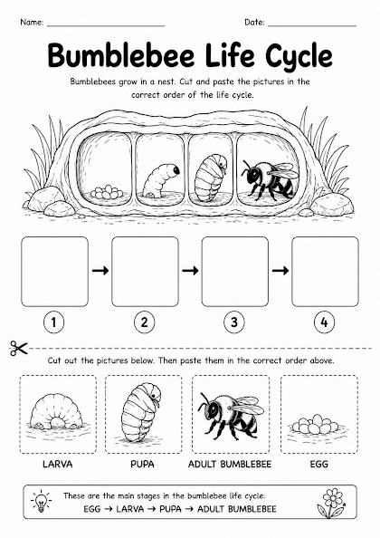 Bumblebee Life Cycle Worksheet