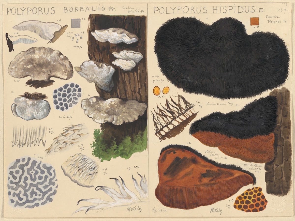 Poyporus borealis Poyporus hispidus 1915 1945