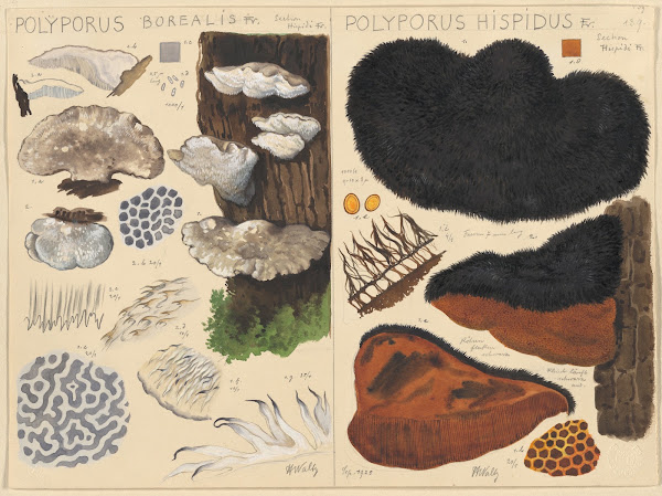 Poyporus borealis Poyporus hispidus 1915 1945