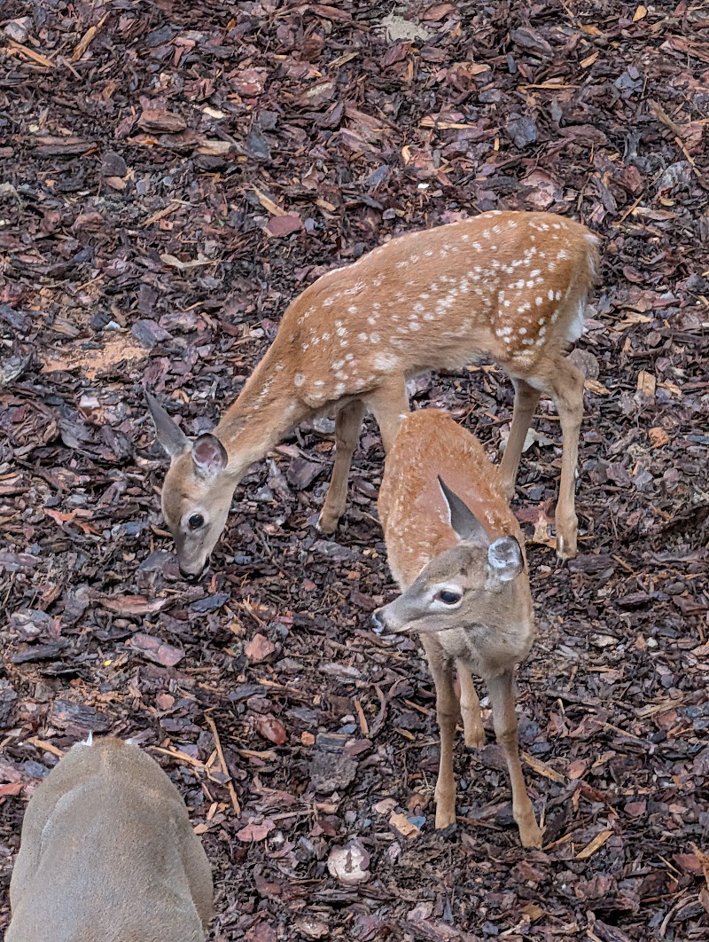 Spotted fawn deer at Orchard & Vine Mountain Haus cabin in Ellijay Georgia