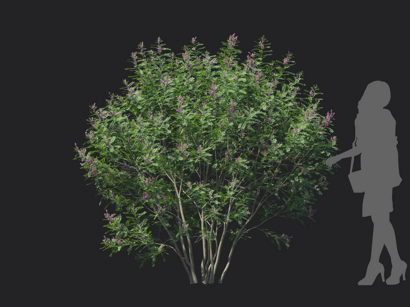 Maxtree - Plant Models Vol.129