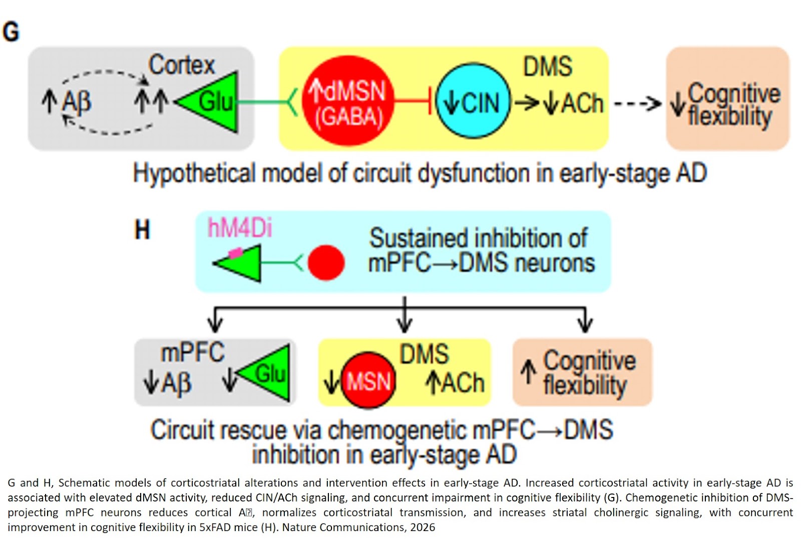Early-Stage Corticostriatal Hyperactivity Impairs Cognitive Flexibility Alongside Striatal Cholinergic Dysfunction in an Alzheimer’s Disease Model