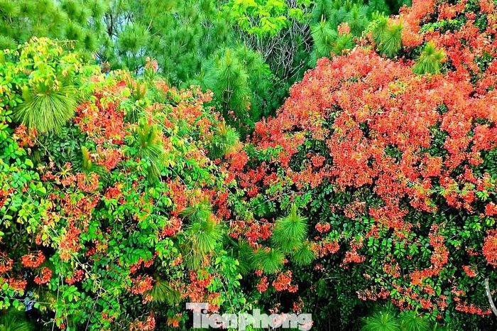 Hoa phượng rực rỡ giữa ngàn thông ở Vọng Cảnh - Báo Tiền Phong
